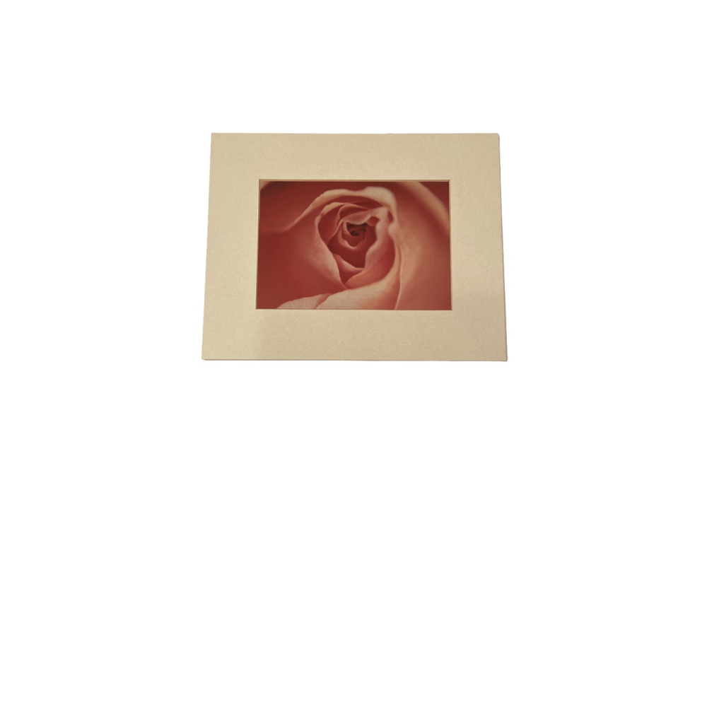 Pink Rose Photograph 10” x 8”